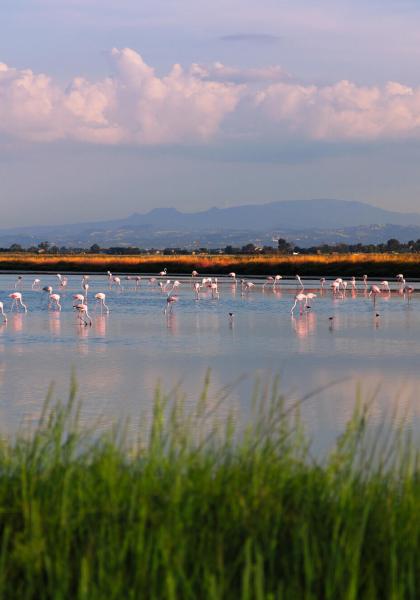 Fenicotteri in una laguna al tramonto, con montagne sullo sfondo.